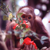 Orangutans in Captivity, Sandakan, Soabah, and Malasia, Town in Br. North Borneo Lámina fotográfica por Co Rentmeester