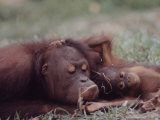 Orangutans in Captivity, Sandakan, Soabah, and Malasia, Town in Br. North Borneo Lámina fotográfica por Co Rentmeester