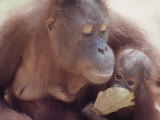 Orangutans in Captivity, Sandakan, Soabah, and Malasia, Town in Br. North Borneo Lámina fotográfica por Co Rentmeester