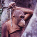 Orangutans in Captivity, Sandakan, Soabah, and Malasia, Town in Br. North Borneo Lámina fotográfica por Co Rentmeester