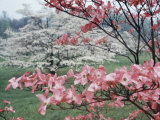 Flowering Dogwood Fototryk i høj kvalitet af Henry Groskinsky