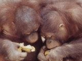 Orangutans in Captivity, Sandakan, Soabah, and Malasia, Town in Br. North Borneo Lámina fotográfica por Co Rentmeester
