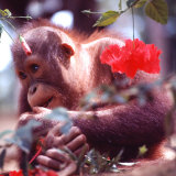Orangutans in Captivity, Sandakan, Soabah, and Malasia, Town in Br. North Borneo Lámina fotográfica por Co Rentmeester