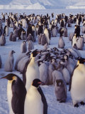 Emperor Penguins, Antarctica Lámina fotográfica por Michael Rougier Emperor Penguins, Antarctica Lámina fotográfica por Michael Rougier