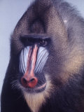 Mandrill Monkey at the Bronx Zoon Lámina fotográfica por Nina Leen