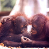 Orangutans in Captivity, Sandakan, Soabah, and Malasia, Town in Br. North Borneo Lámina fotográfica por Co Rentmeester
