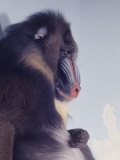 Mandrill Monkey at the Bronx Zoon Lámina fotográfica por Nina Leen