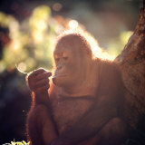 Orangutans in Captivity, Sandakan, Soabah, and Malasia, Town in Br. North Borneo Lámina fotográfica por Co Rentmeester