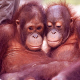 Orangutans in Captivity, Sandakan, Soabah, and Malasia, Town in Br. North Borneo Lámina fotográfica por Co Rentmeester