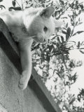 Cat Owned by Olympic Track Star Harold Connoly and Family Lámina fotográfica por Bill Eppridge Cat Owned by Olympic Track Star Harold Connoly and Family Lámina fotográfica por Bill Eppridge