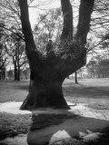 Children Playing and Climbing up Trees Lámina fotográfica de primera calidad por Cornell Capa Children Playing and Climbing up Trees Lámina fotográfica de primera calidad por Cornell Capa