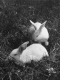 Two White Rabbits Nestled in Grass, at White Horse Ranch Lámina fotográfica por William C. Shrout Two White Rabbits Nestled in Grass, at White Horse Ranch Lámina fotográfica por William C. Shrout
