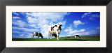 Cows in Field, Lake District, England, United Kingdom Kunstdruck von Leigh Jordan