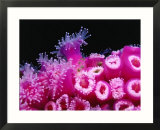 Jewel anemones cover the rails of Rainbow Warrior ship near Cavalli Islands, New Zealand Stampe di Jenny & Tony Enderby Jewel anemones cover the rails of Rainbow Warrior ship near Cavalli Islands, New Zealand Stampe di Jenny & Tony Enderby