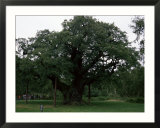 The Major Oak, Sherwood Forest, Nottinghamshire, England, United Kingdom Prints by Jenny Pate