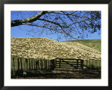 Sheep Brought in for Shearing, Tautane Station, North Island, New Zealand Prints by Adrian Neville