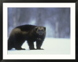 Wolverine, Adult Standing on Snow, Winter Pósters por Mark Hamblin Wolverine, Adult Standing on Snow, Winter Pósters por Mark Hamblin