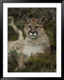 Portrait of a Mountain Lion with Snowflakes Print by Jim And Jamie Dutcher