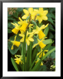 Narcissus, Tete-A-Tete (Miscellaneous Group), February Imágenes por Mark Bolton