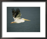 American white pelican (Pelecanus erythrorhynchos), Placida, Florida Posters by Roy Toft