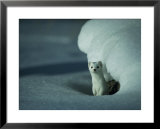 A long-tailed weasel stands alertly beneath a snowbank Posters by Michael S. Quinton