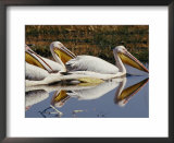 Three Eastern white pelicans rest upon the waters of a lake Posters by Beverly Joubert