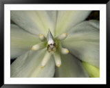 Yucca moth on a yucca flower Print by Darlyne A. Murawski