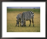Zebras graze in Amboseli National Reserve Posters by Bobby Model