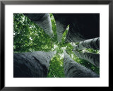 View looking up the trunk of a sycamore tree Posters by Paul Zahl