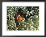 Clown anemonefish in sea anemone, Pacific Ocean Poster by Joe Stancampiano