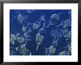 A close view of marine phytoplankton Lámina por Bill Curtsinger