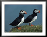 Pair of Atlantic Puffins Perch on a Grass-Covered Cliff Prints by Sisse Brimberg