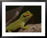 Madagascar gecko, bred in captivity at Fort Worth Zoological Parks reptile facility Posters by Bates Littlehales
