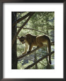 Backlit mountain lion stands on a pine branch Posters by Dr. Maurice G. Hornocker