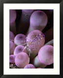 Cleaning Shrimp on the Tentacles of an Anemone Poster di George Grall Cleaning Shrimp on the Tentacles of an Anemone Poster di George Grall