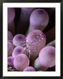Cleaning Shrimp on the Tentacles of an Anemone Stampe di George Grall Cleaning Shrimp on the Tentacles of an Anemone Stampe di George Grall