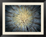 A tentacled sea anemone Poster di Wolcott Henry A tentacled sea anemone Poster di Wolcott Henry