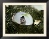 A close-view a goby fish in a sea anemone Poster di Wolcott Henry A close-view a goby fish in a sea anemone Poster di Wolcott Henry