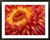 Close-up view of a sea anemone Stampe di George Grall Close-up view of a sea anemone Stampe di George Grall
