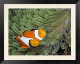 A Clown Anemonefish Amid the Stinging Tentacles of a Sea Anemone Poster di Wolcott Henry A Clown Anemonefish Amid the Stinging Tentacles of a Sea Anemone Poster di Wolcott Henry