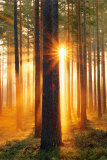 Forest Sunbeams Kunstdrucke