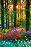 Flower Forest Foto