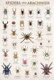 Spiders & Arachnids Posters Spiders & Arachnids Posters