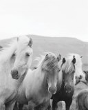 Rob Howard - Icelandic Morning - Sanat Rob Howard - Icelandic Morning - Sanat