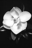 Magnolia Prints