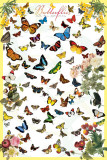 Mariposas Posters