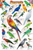 Parrots Prints