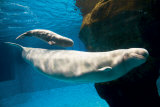 Beluga Whales Posters