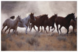 Grassland Herd Prints by David R. Stoecklein