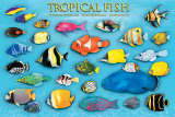 Peixes tropicais Posters